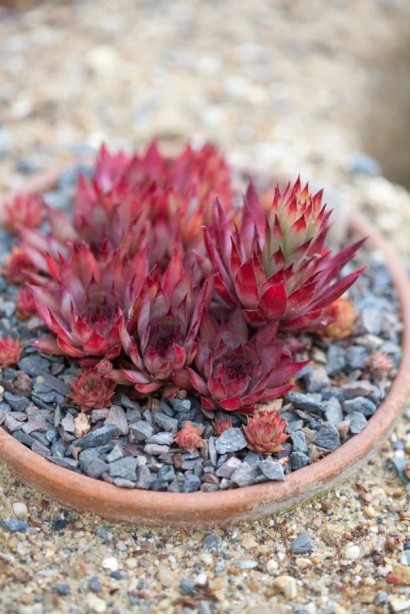 Молодило гібридне Блуд Тіп